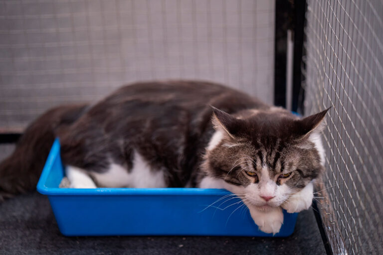 Gato satisfecho en su arenero Easy Clean, la elección líder para una higiene felina de calidad.