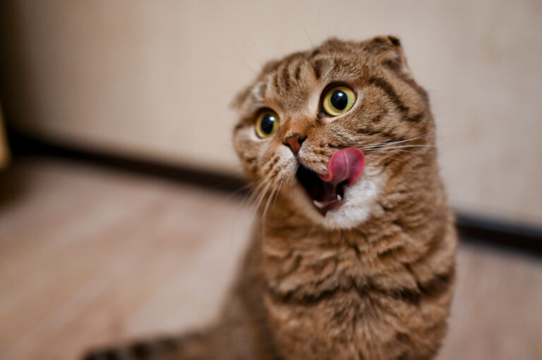 Gato Feliz en Ambiente Limpio - Imagen ilustrativa que destaca la importancia del control de olores en la arena para gatos. Un gato relajado disfruta de una caja de arena limpia, resaltando la armonía que Easy Clean proporciona en la convivencia del hogar. Mejora la calidad de vida del gato y garantiza un entorno higiénico y libre de malos olores. Descubre cómo Easy Clean hace la diferencia.