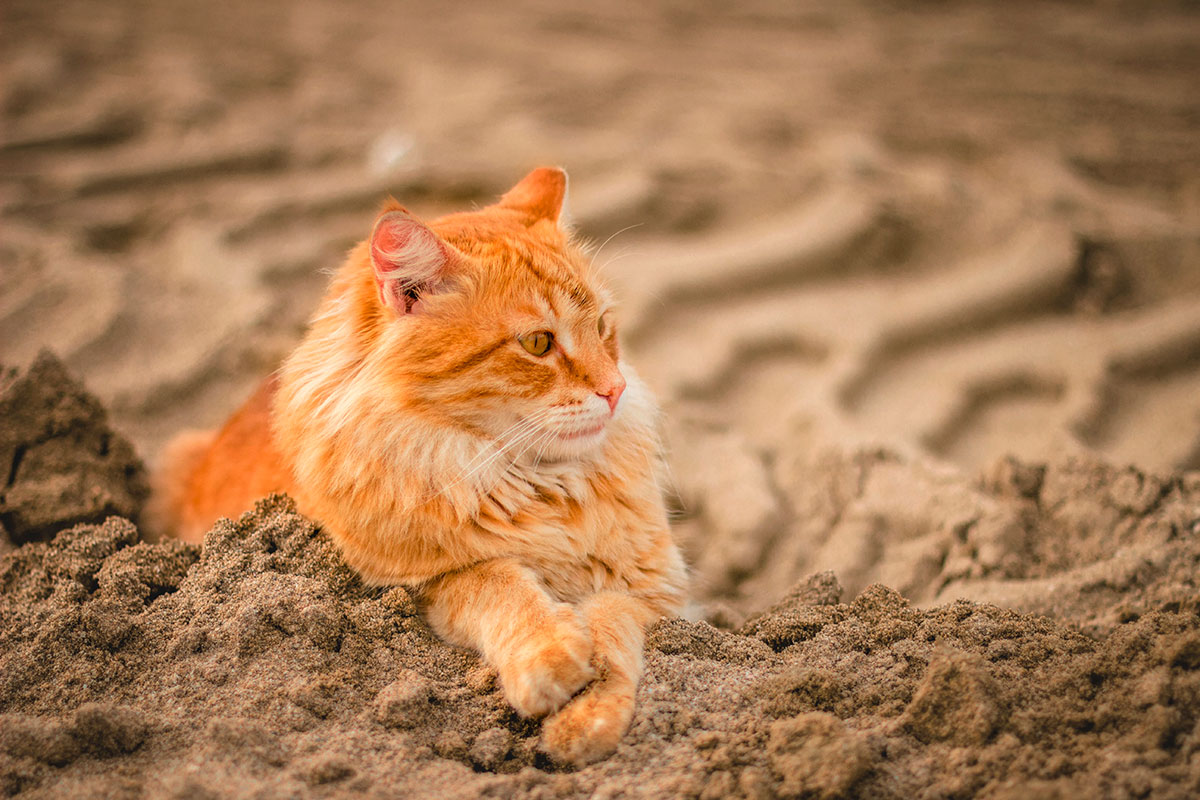 Imagen destacada: Easy Clean, la arena para gatos que hace que la limpieza sea fácil y amigable con el medio ambiente. Descubre los secretos de su bentonita natural para un cuidado felino excepcional.